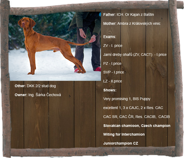 adar profil1 aj