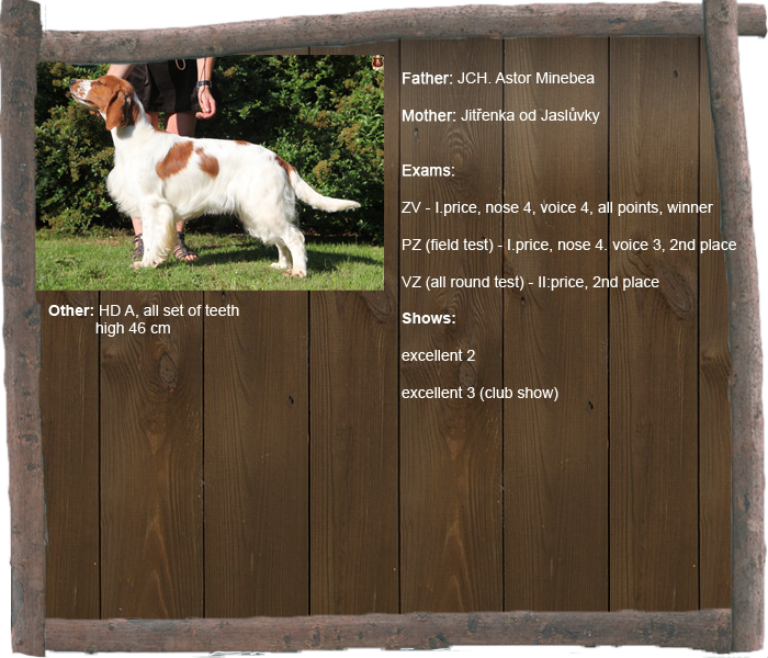 ennie profil1 aj