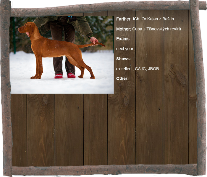 dixie profil1 aj