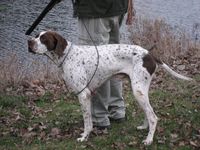 pointer